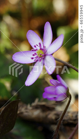 待受け画面 雪割草 ピンク 画面比率16:9 待受け画面 雪割草 ピンク 画面比率16:9 66559945