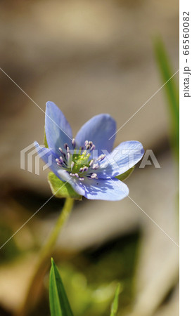 待受け画面 雪割草 青 画面比率16:9 待受け画面 雪割草 青 画面比率16:9 66560082