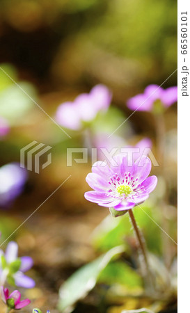 待受け画面　雪割草　ピンク　画面比率16:9 66560101