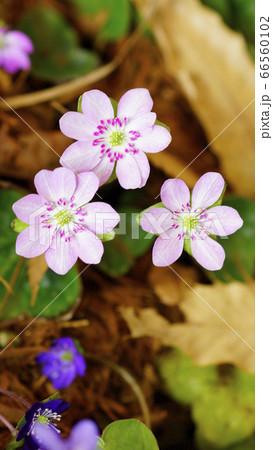 待受け画面 雪割草 ピンク 画面比率16:9 待受け画面 雪割草 ピンク 画面比率16:9 66560102