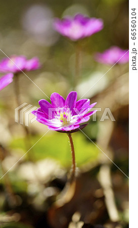 待受け画面 雪割草 ピンク 画面比率16:9 待受け画面 雪割草 ピンク 画面比率16:9 66560104