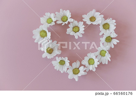 Flat lay of Daisy flowers in heart shape on pink background. Flat lay of Daisy flowers in heart shape on pink background. 66560176