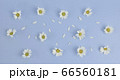 Flat lay of Daisy Flower pattern  on blue background. 66560181