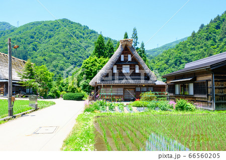 初夏の菅沼合掌造り集落 初夏の菅沼合掌造り集落 66560205