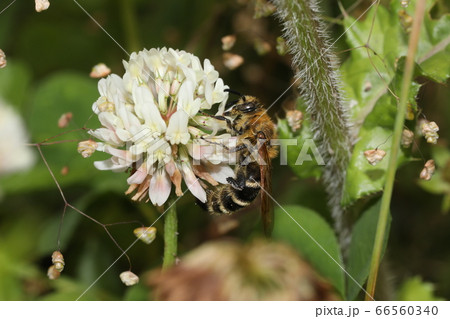 オオハラナガツチバチ 66560340