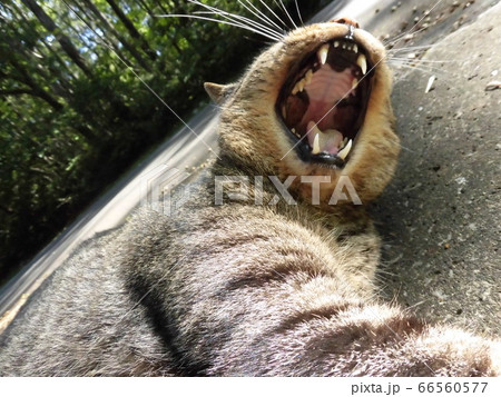 大あくびのネコ 大あくびのネコ 66560577