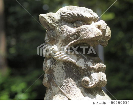新潟県弥彦村　弥彦神社の狛犬 66560654