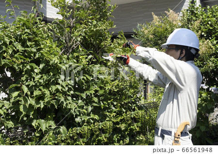 庭木の枝切りをする造園業の作業員 庭木の枝切りをする造園業の作業員 66561948