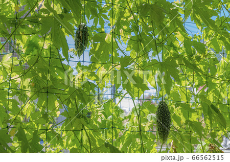 ゴーヤのグリーンカーテン 66562515