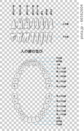 永久歯 歯の並び 永久歯 歯の並び 66562604