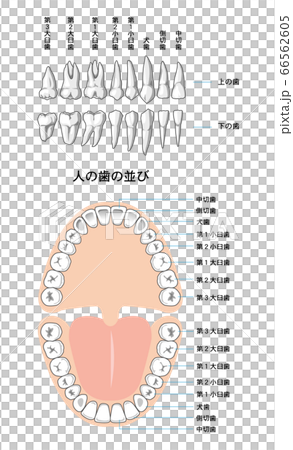 恆牙排列 恆牙排列 66562605