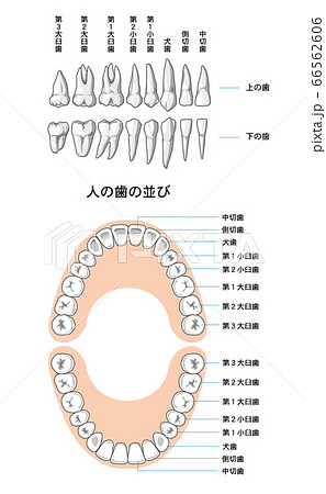 永久歯 歯の並びのイラスト素材