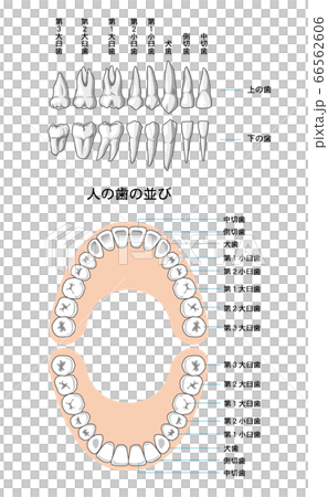 恆牙排列 66562606