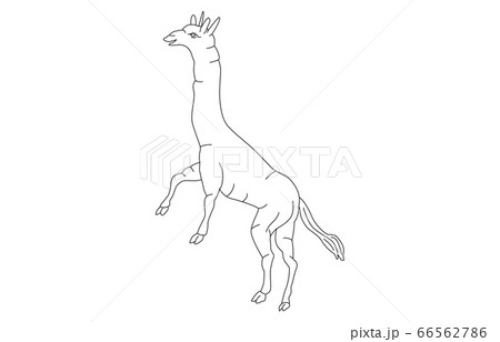 88星座線なし白きりん座 88星座線なし白きりん座 66562786