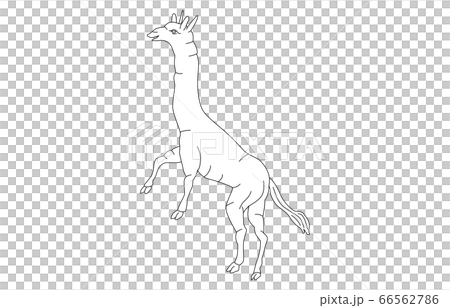 88星座線なし白きりん座 88星座線なし白きりん座 66562786