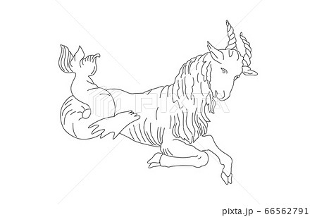 88星座線なし白やぎ座 66562791