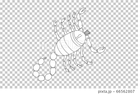 88星座線なし白さそり座 66562807