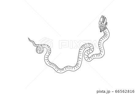 88星座線なし白へび座 66562816