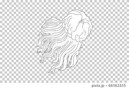 88星座線なし白かみのけ座 66562835