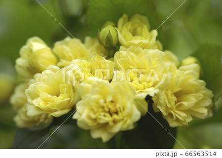 木香薔薇の小さな花が可愛い 木香薔薇の小さな花が可愛い 66563514