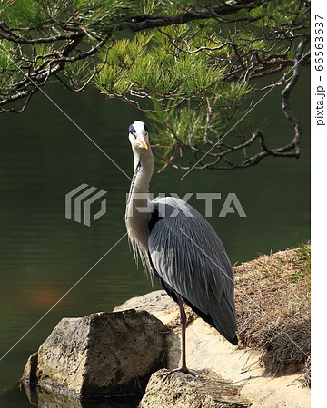 アオサギ 66563637