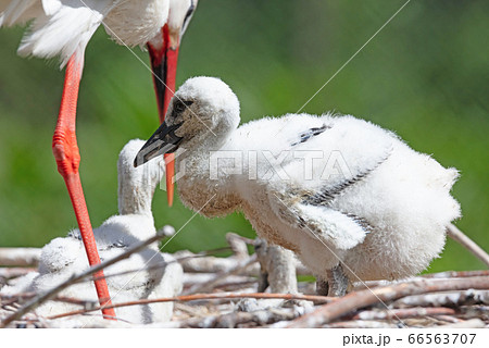 Chick of a white stork sitting on a nest 66563707