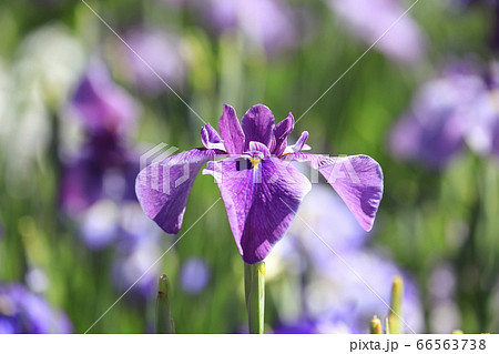 堀切菖蒲園　色とりどりの花菖蒲　　 66563738