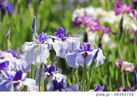 堀切菖蒲園　色とりどりの花菖蒲　　 66563739