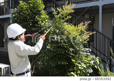 庭木の枝切りをする造園業の作業員の写真素材
