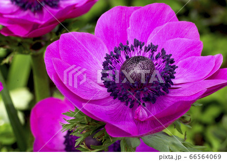 アネモネのピンクの花弁が豪華の写真素材 アネモネのピンクの花弁が豪華の写真素材