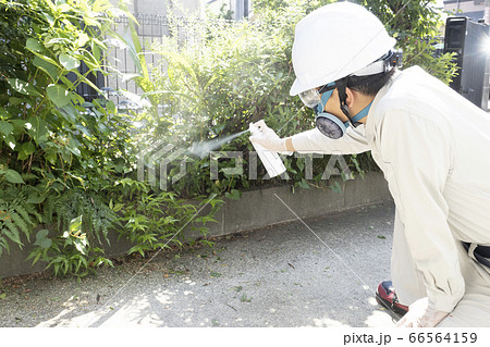 殺虫剤を散布する害虫駆除の作業員 66564159