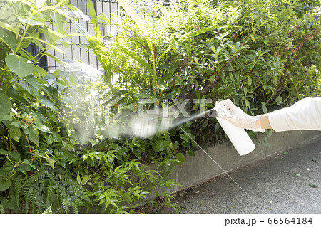 殺虫剤を散布する害虫駆除の作業員の手元 66564184