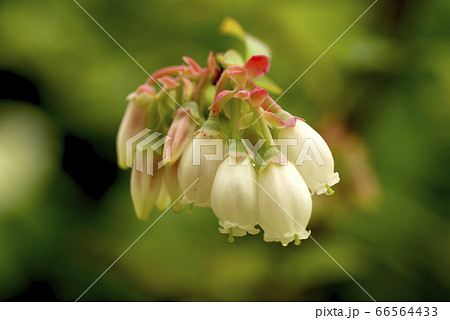 うつみきがげんに咲くブルーベリーの花が可愛い うつみきがげんに咲くブルーベリーの花が可愛い 66564433