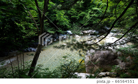 阿寺渓谷の渓流 阿寺渓谷の渓流 66564551