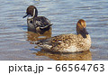 カモ 66564763