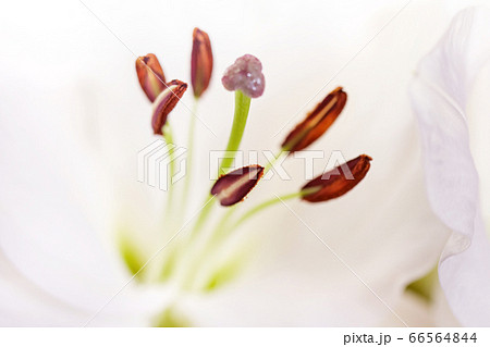 Stamens of white lily close-up 66564844