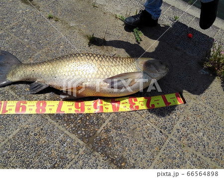 草魚:メーター以上:釣り人:本人:淀川:スマホ撮影 草魚:メーター以上:釣り人:本人:淀川:スマホ撮影 66564898