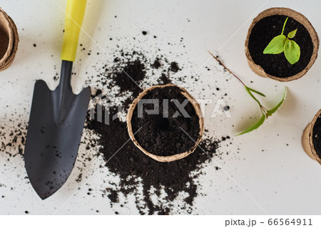 Plant in pot with soil on the table. Plant care 66564911