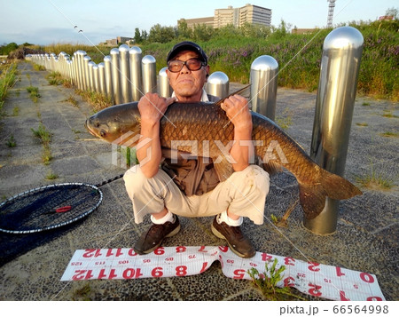 草魚:メーター以上:釣り人:本人:淀川:スマホ撮影 草魚:メーター以上:釣り人:本人:淀川:スマホ撮影 66564998