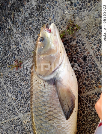 草魚:メーター以上:釣り人:本人:淀川:スマホ撮影 草魚:メーター以上:釣り人:本人:淀川:スマホ撮影 66565022