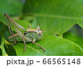 キリギリス 66565148