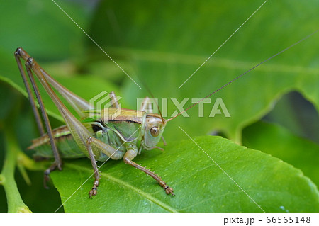 キリギリス 66565148