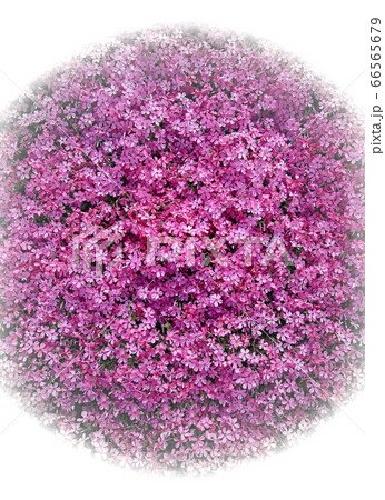 花畑 花夢の里 花畑 花夢の里 66565679