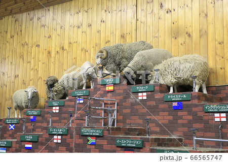春のマザー牧場 アグロドームでのシープショー 春のマザー牧場 アグロドームでのシープショー 66565747