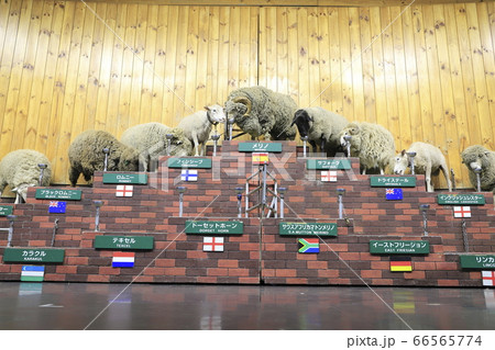 春のマザー牧場 アグロドームでのシープショー 春のマザー牧場 アグロドームでのシープショー 66565774