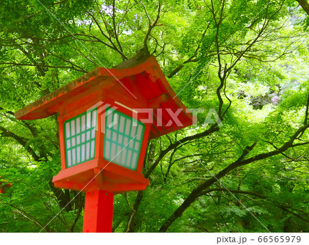 燈籠と緑 66565979