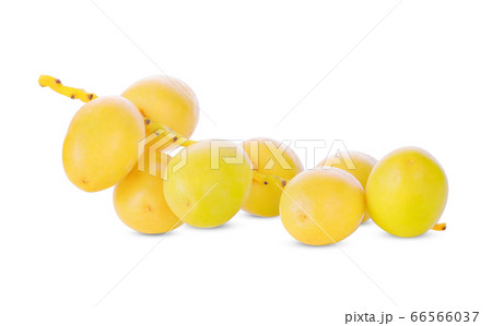 Phoenix dactylifera on a white background 66566037