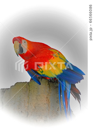 ゴコウインコ ゴコウインコ 66566086