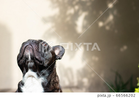 ウッドデッキで日向ぼっこをしているフレンチブルドッグ ウッドデッキで日向ぼっこをしているフレンチブルドッグ 66566202