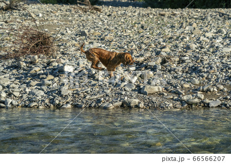 happy puppy dog cocker spaniel in the river 66566207